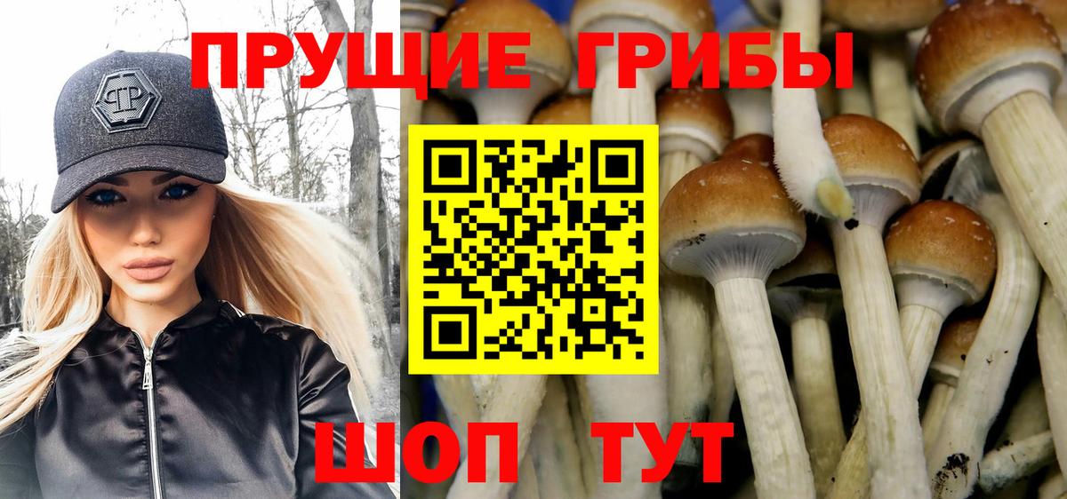 Сегежа  Псилоцибиновые грибы Psilocybine cubensis  Вход с VPN 